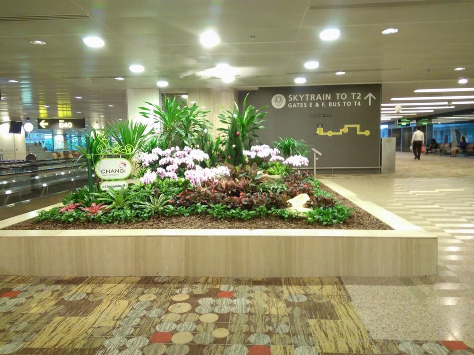 Sân bay changi - chất lượng thế giới- tour đi Singapore cao cấp